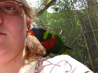 Lorakeet Love