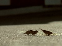 Birds (60sec weekend project)