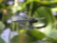 Nature Diary #4