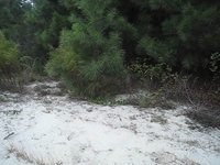 Quail!