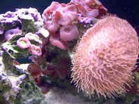 Waikiki Aquarium