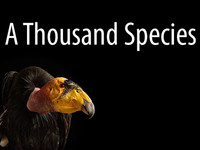 A Thousand Species