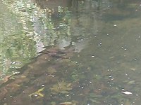 Trout Fight