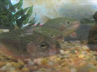 Trout in the Classroom