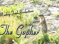 The Gopher