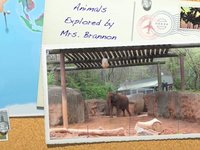 Video Editing- Animal Video