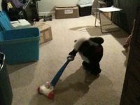 Vaccuming Skunk