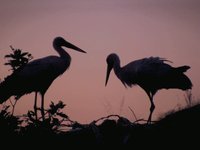 Turkey 2009 - Part 8 - Ephesus, Rug Shopping, Storks