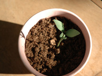 growth