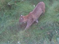Bobcat hunting