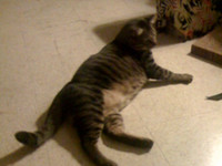 Stripey the Snuggler--1 Minute Video Weekend Project