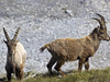 Wildlife in Vitelli Valley-Stelvio National Park