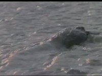 Animal Action Week 2009 - "Under One Sky" - Narrated by Leonardo DiCaprio