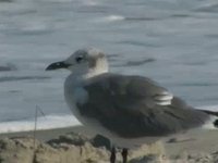 Tybee Island Georgia