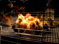 Two day old chicks