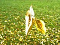 Autumn Ballet