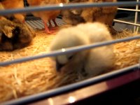More newborn chicks!