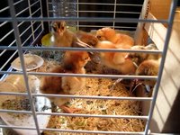 Crazy Three Day Old Chicks