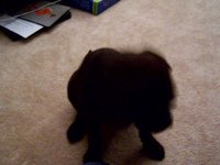 Tater at 9 weeks.