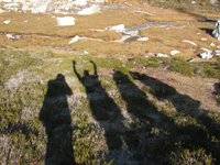 Aaardvarks