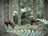 Jägermeister (DE) | Hirschkulturerbe