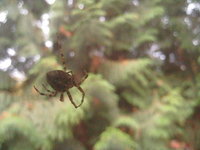 giant spider in a tree