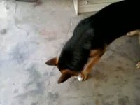 Marley, the dog