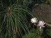 BALI clips and tips