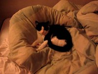 Tiddles