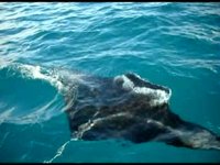 Marquesas Manta