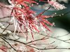 Garten | Gardening