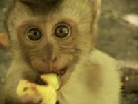 'Pig-tailed Macaque' Monkeys.  Phuket Town, Thailand.