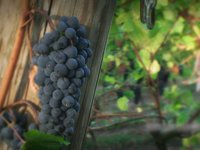 Noble Estate Winery: A Passion For Pinot - Trailer