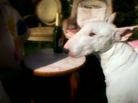 Skippy der Bulli