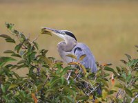 Taste of the Everglades