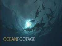 Sharks