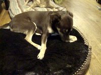 Abby's Own Bed