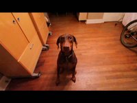 Canon 7D Video Test (With my dog, Ruby)