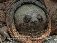 Common Snapping Turtle