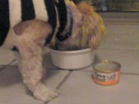 Nick's Fancy Feast
