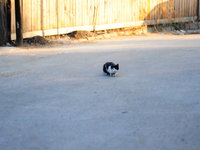 cat interrupted