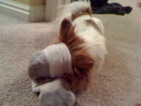 Sock Head Pixi