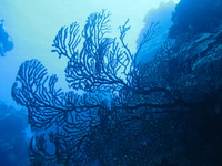 Cozumel Scuba Diving - October 2009