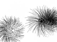 Fuzzy Organism
