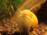 Mi Primer Acuario