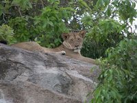 Honeymoon in Tanzania