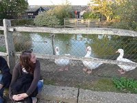 Brighton Geese @ Middle Farm