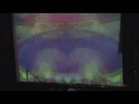 Flavor - Kiviaeg(tegelt)