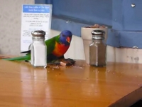 Bird eating sugar at cafe Ibiza, Avalon 2