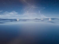 thalience